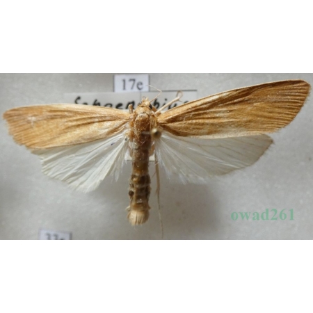 Schoenobius gigantella (Denis & Schiffermüller, 1775) Szuwarnik wielki Czech17e